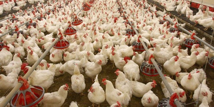 امسال کنارک در تولید گوشت مرغ به خودکفایی می‌رسد