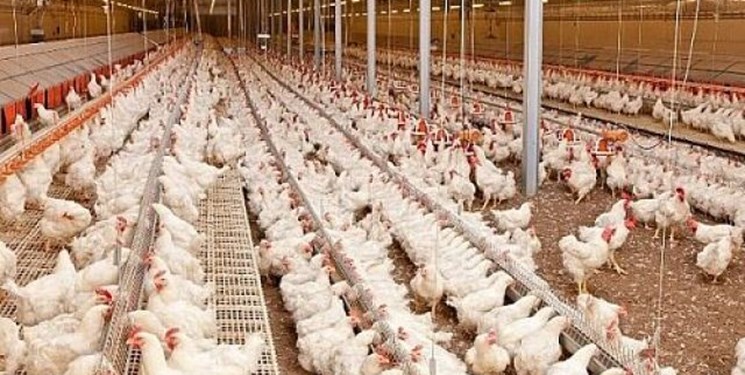 راکد بودن 30 درصد واحدهای مرغداری محلات