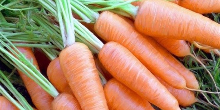 پیش‌بینی برداشت 14 هزار تن هویج از مزارع چهارمحال و بختیاری