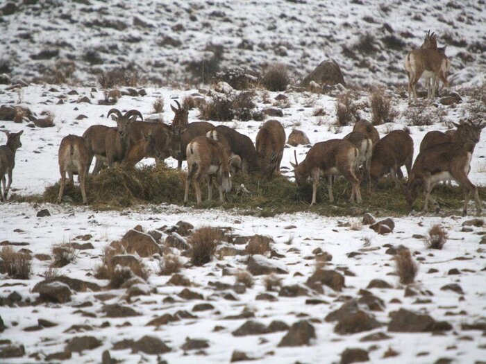 ببینید | غذارسانی به حیوانات در برف یک متری ببینید | غذارسانی به حیوانات در برف یک متری